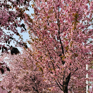 pink cherry tree