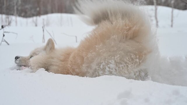 A Samoyed dog plays with a puller on a winter walk.