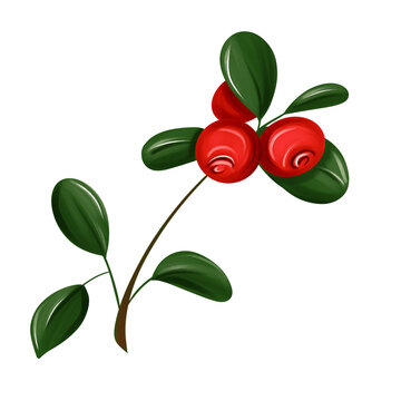 Lingonberry sprig with green oval leaves and pair of red berries vector illustration isolated on white background