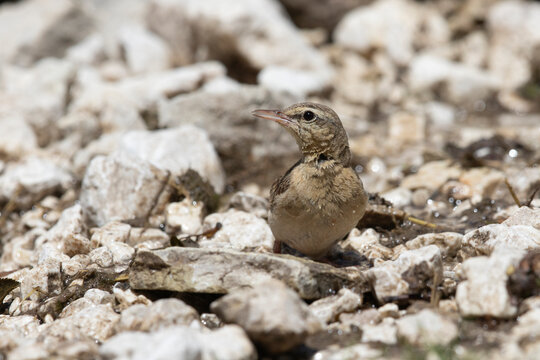 Tawny Pipit (Anthus campestris) Close-up Portrait on Rocky Ground