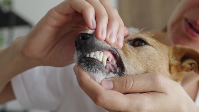 Woman checking dog's teeth and gums for dental health
