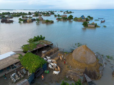 Rajshahi District, Bangladesh - 13 September 2026: Aerial view of a flooded rural landscape showing partially submerged houses, livestock in a pen, a large haystack, and local people.