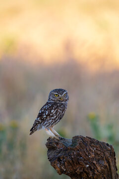 A little owl perched on a tree trunk.
