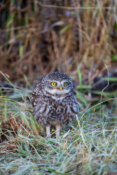 A little owl perched on a tree trunk.