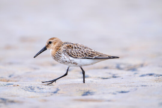 Dunlin, calidris alpina feeding on the beach sand.