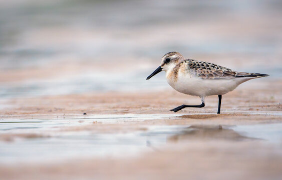 Sanderling resting on the coast.