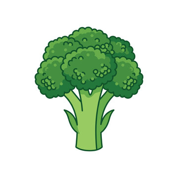 Green broccoli floret vector illustration isolated on white background for health layout