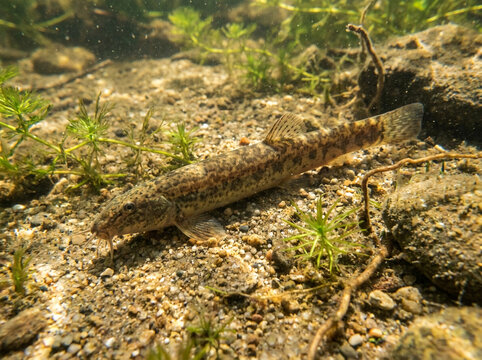 Spined loach rests on a sandy riverbed in clear shallow water among aquatic weeds.