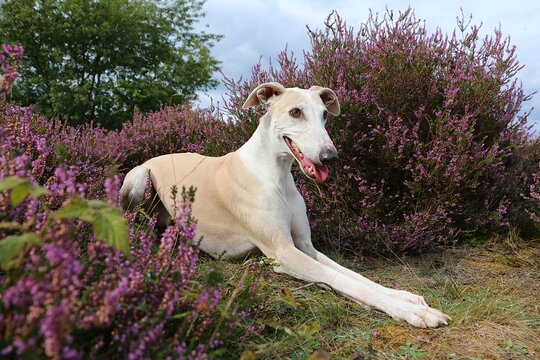 close up portrait of a beautiful lying brown galgo in a field of pink heather
