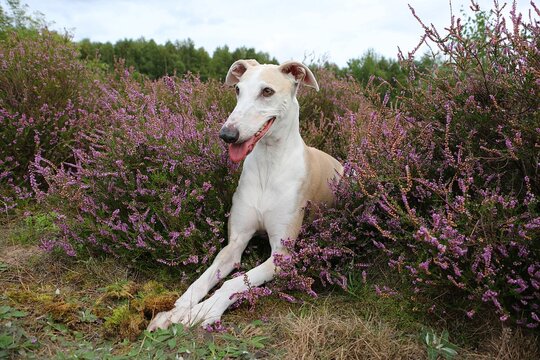 close up portrait of a beautiful lying brown galgo in a field of pink heather