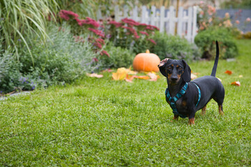 Dachshund standing on green grass in autumn with a pumpkin in the background, creating a charming seasonal scene. © jarizPJ