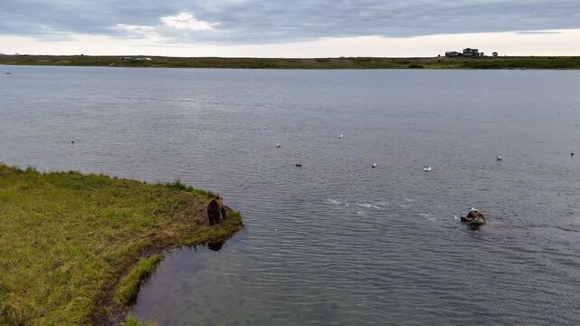 Two wild Alaskan grizzly brown bears eating and feeding on fresh coho salmon in the Egegik river of Alaska. 