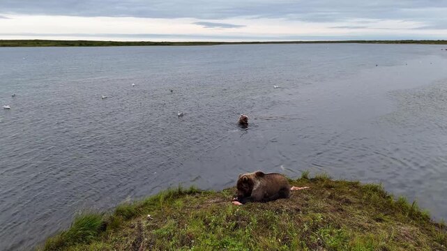 Two wild Alaskan grizzly brown bears eating and feeding on fresh coho salmon in the Egegik river of Alaska. 