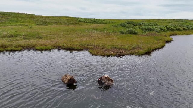 Two wild grizzly bears feeding on coho salmon in the Egegik river in Alaska. The brown bear is eating in the Alaska water. 