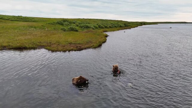 Two wild Alaskan grizzly brown bears eating and feeding on fresh coho salmon in the Egegik river of Alaska. 