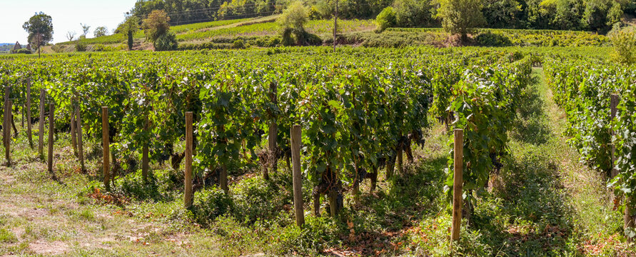 Rows of vines with ripe merlot red grapes in the Saint-Emillion appelation of Bordeaux. No people.