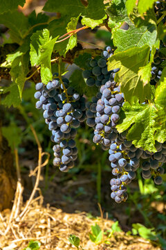 Close up of bunches of ripe juciy merlot red grapes in the Saint-Emillion appelation of Bordeaux. No people.
