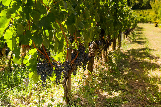 Close up of bunches of ripe juciy merlot red grapes in the Saint-Emillion appelation of Bordeaux. No people.