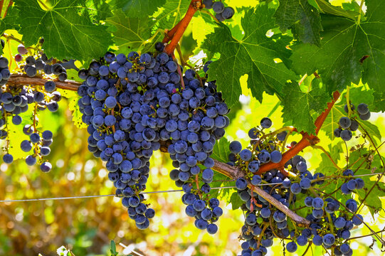 Close up of bunches of ripe juciy merlot red grapes in the Saint-Emillion appelation of Bordeaux. No people.