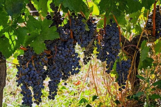 Close up of bunches of ripe juciy merlot red grapes in the Saint-Emillion appelation of Bordeaux. No people.