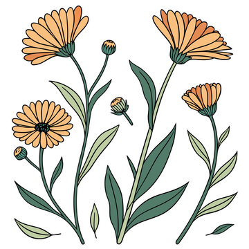 Collection of blooming calendula marigold flowers and buds with green leaves