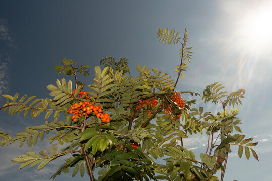 Rowan tree branches with ripe orange berries blooming under bright sun rays