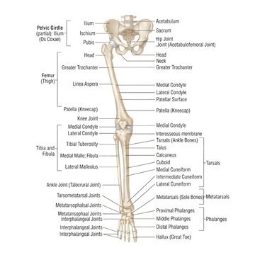 Anatomical illustration of a human femur bone with labeled parts and measurements