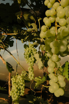 Ripe White Grapes Hanging on Vine in Vineyard