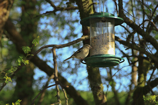 A female chaffinch feeds on seeds from a garden bird feeder.