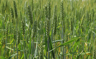 Obraz premium A field of green wheat in the earing phase. Close-up of green ears, selective focus.