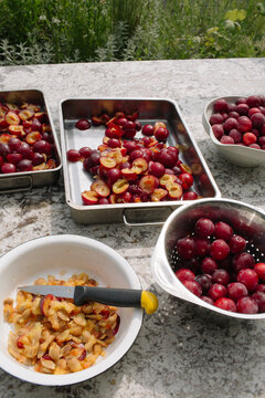 Fresh red plums being pitted and sliced in metal trays for cooking preparation