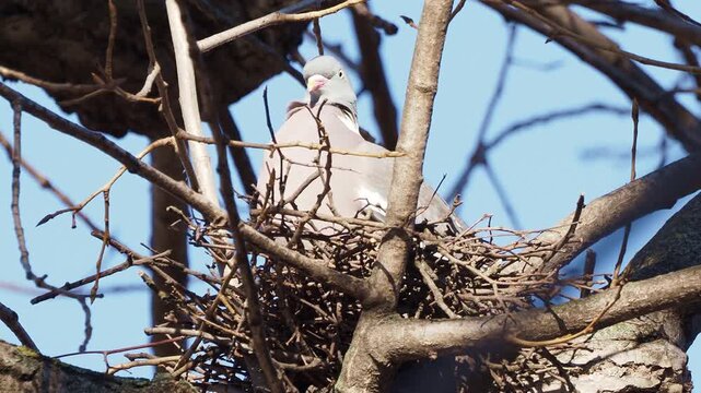 Common wood pigeon (Columba palumbus) on the nest in early spring