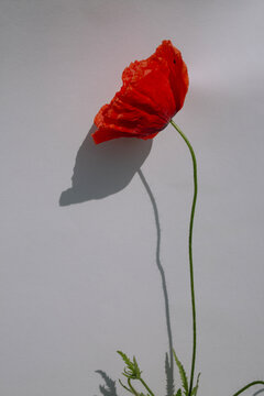 Minimalist concept of a single red poppy casting a long dramatic shadow