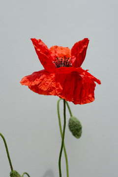 Close up of a vibrant red poppy flower and green bud against a clean background