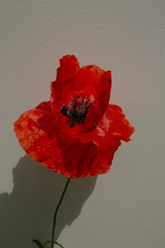 Minimalist fine art photography of a red poppy flower with sharp shadow on white wall