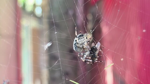 A fly is caught in the web of a cross spider (lat. Araneus diadematus). Cross spider attacks a fly caught in its web, bites, wraps in silk and carries to its shelter. Stock video, nature.