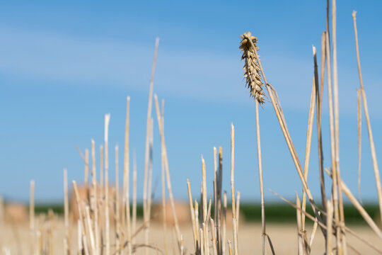 A close-up of a wheat ear left behind in a harvested grain field.