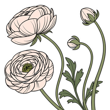 Blooming ranunculus flower stems with green foliage and buds in a flat illustration