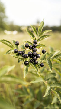 Ripe Sambucus ebulus berries forming a dense flat-topped fruit cluster. Dwarf elder Sambucus ebulus with ripe black berries