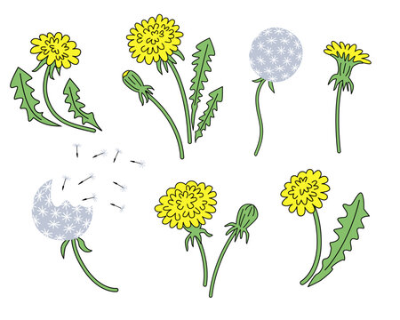 Vector set of yellow blooming dandelions, blowballs with flying seeds, buds, and green leaves isolated on white background in hand drawn doodle style.