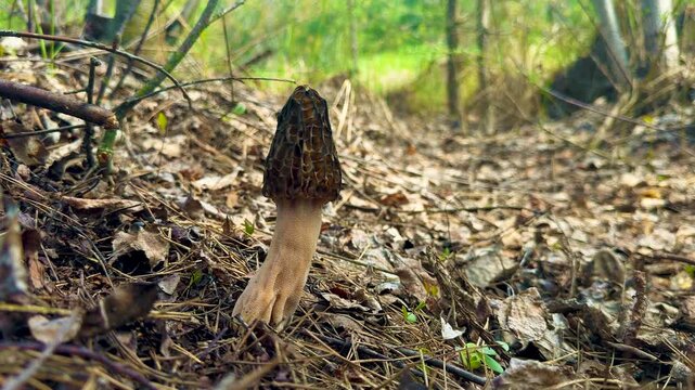 Picking mushrooms in the forest morels. Selective focus.