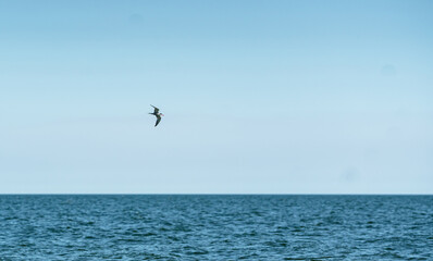 Fototapeta premium Tern gliding above blue ocean water on a sunny day with a clear sky and open horizon