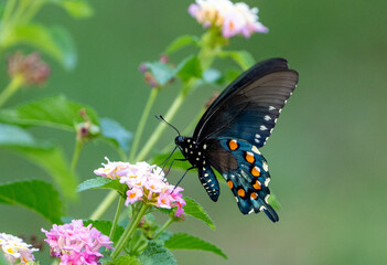 blue and black butterfly on flower © Robert