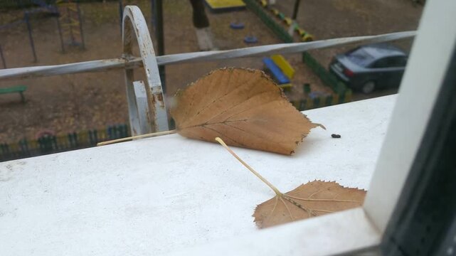 A dry autumn leaf is stuck to the windowsill. The leaf sways in the gust of wind. It s late fall, and nature is preparing for winter.