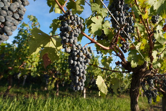 Ripe red wine grape clusters at golden hour before harvest with blue sky,
AOC M&eacute;doc Bordeaux vineyard Gironde France