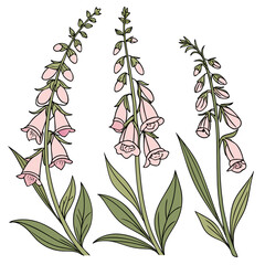 Set of three digital illustrations of blooming pink foxglove stalks with foxglove flowers © Badsha
