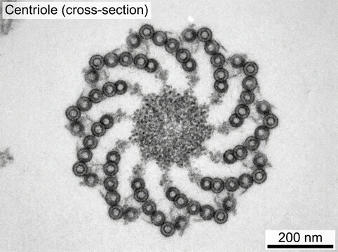 Centriole and Microtubule Triplets

