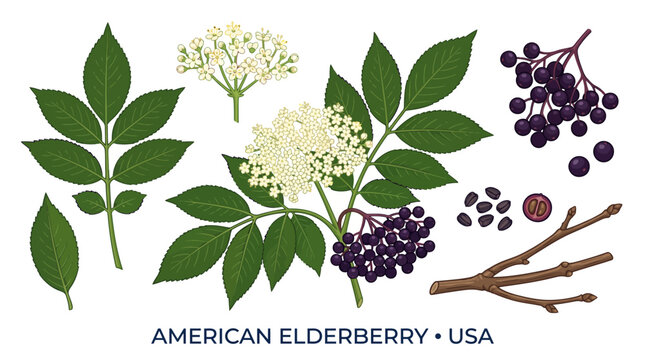 Very beautiful realistic vector set of American Elderberry Shrub, compound leaves, white flower clusters, dark berries, seeds and forest branches. Label: "AMERICAN ELDERBERRY &bull; USA" no gradient, white