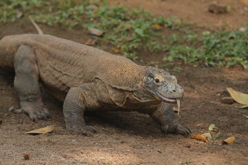 Obraz premium Solitary Komodo dragon walking through the savannah during dry season