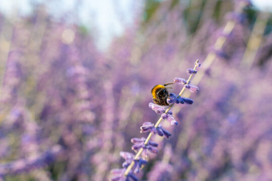 Russian sage flowers closeup, Perovskia atriplicifolia ornamental violet blossoms